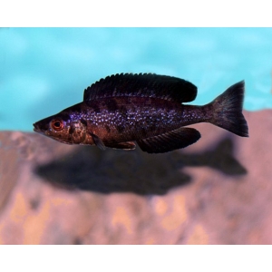 Cyprichromis Microlepidotus Kiriza black